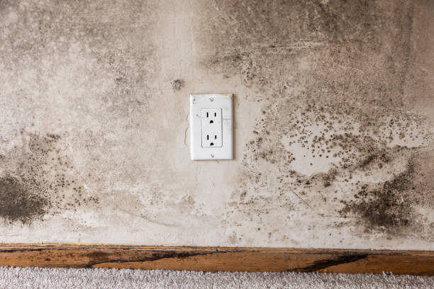 Best Mold Damage Restoration  in St Pete Beach, FL